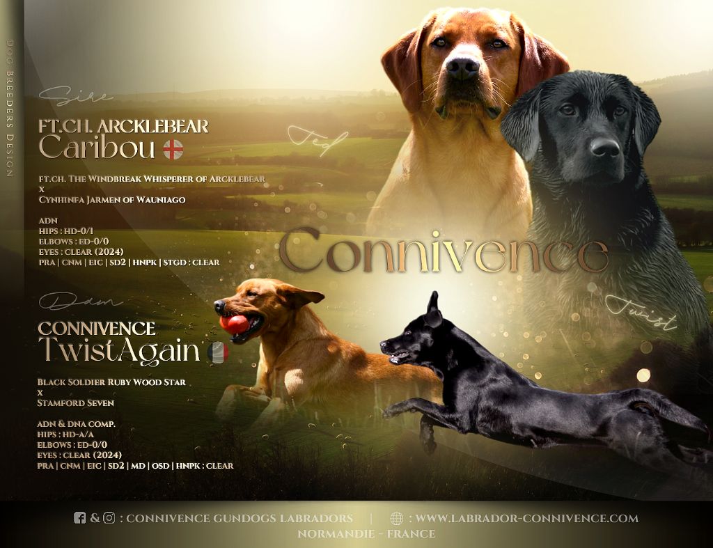 chiot Labrador Retriever Connivence