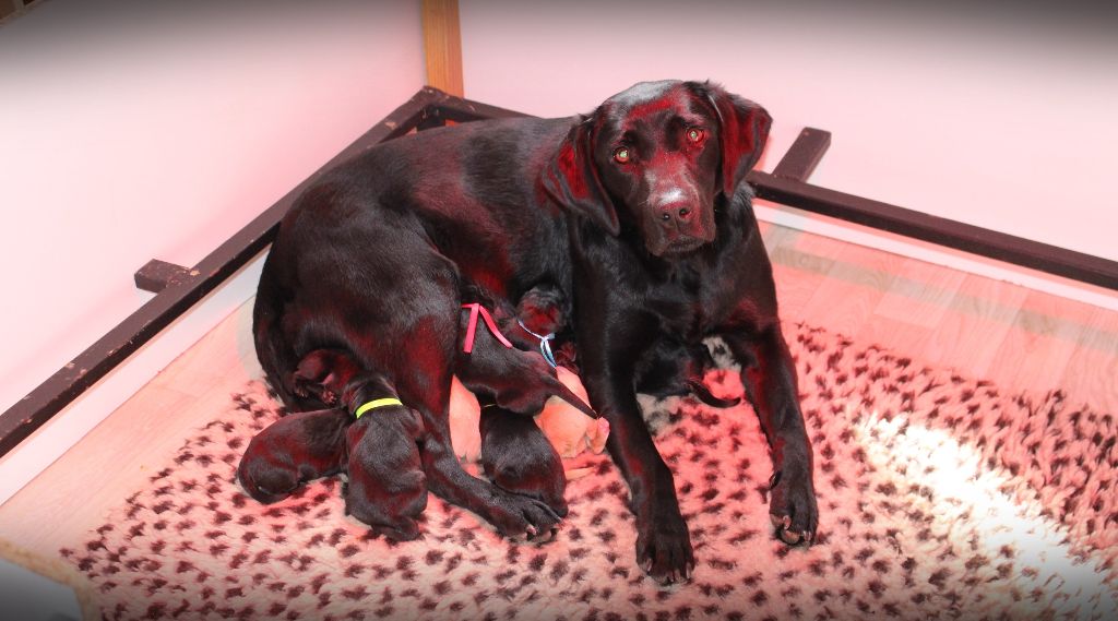 Chiot Labrador Retriever Connivence